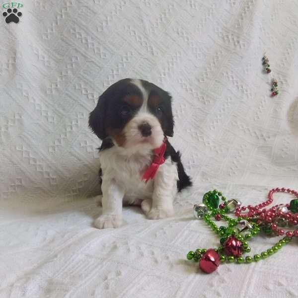 BIITZEN, Cavalier King Charles Spaniel Puppy