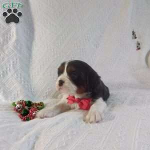 BIITZEN, Cavalier King Charles Spaniel Puppy