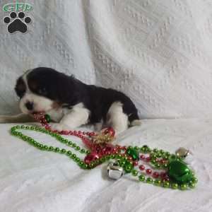 BIITZEN, Cavalier King Charles Spaniel Puppy