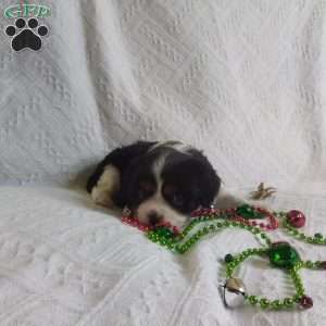 BIITZEN, Cavalier King Charles Spaniel Puppy