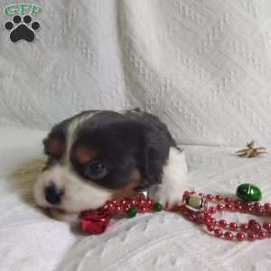 BIITZEN, Cavalier King Charles Spaniel Puppy