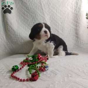 BIITZEN, Cavalier King Charles Spaniel Puppy