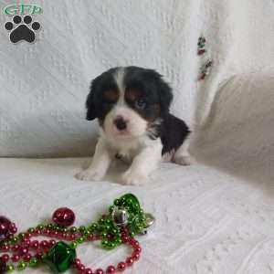 BIITZEN, Cavalier King Charles Spaniel Puppy