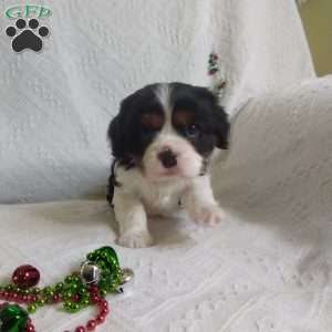 BIITZEN, Cavalier King Charles Spaniel Puppy