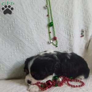 BIITZEN, Cavalier King Charles Spaniel Puppy