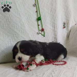 BIITZEN, Cavalier King Charles Spaniel Puppy