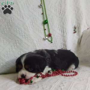 BIITZEN, Cavalier King Charles Spaniel Puppy