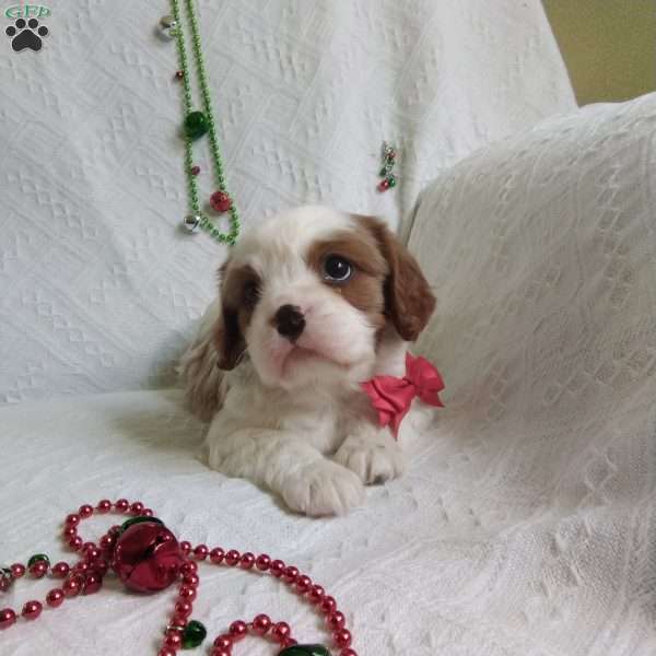 NICKOLAS, Cavalier King Charles Spaniel Puppy