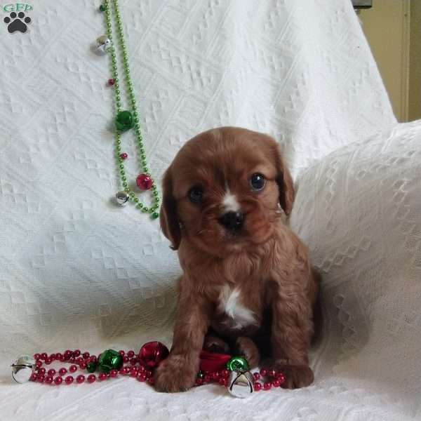 HOLLY, Cavalier King Charles Spaniel Puppy