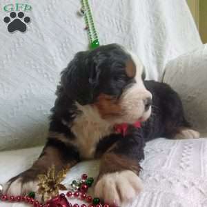DONNER, Bernese Mountain Dog Puppy