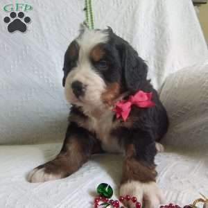 DONNER, Bernese Mountain Dog Puppy