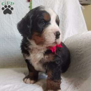DONNER, Bernese Mountain Dog Puppy