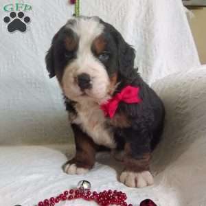 DONNER, Bernese Mountain Dog Puppy