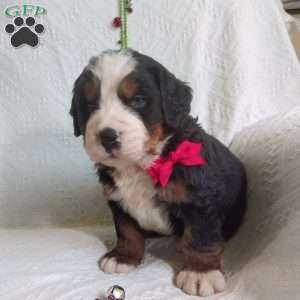 DONNER, Bernese Mountain Dog Puppy