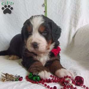DONNER, Bernese Mountain Dog Puppy