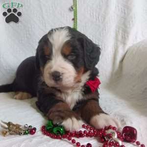 DONNER, Bernese Mountain Dog Puppy