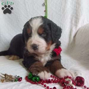 DONNER, Bernese Mountain Dog Puppy