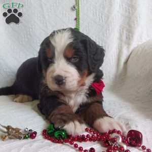 DONNER, Bernese Mountain Dog Puppy