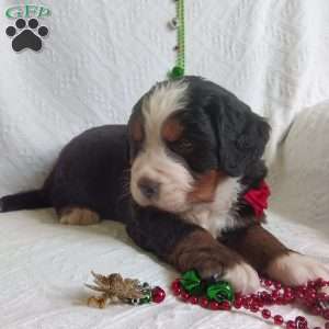 DONNER, Bernese Mountain Dog Puppy