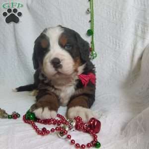 DONNER, Bernese Mountain Dog Puppy