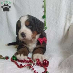 DONNER, Bernese Mountain Dog Puppy