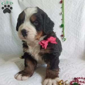 DONNER, Bernese Mountain Dog Puppy