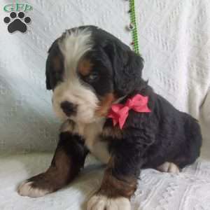 DONNER, Bernese Mountain Dog Puppy