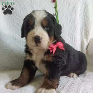 DONNER, Bernese Mountain Dog Puppy