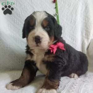 DONNER, Bernese Mountain Dog Puppy