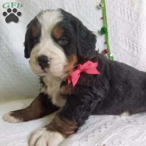 DONNER, Bernese Mountain Dog Puppy