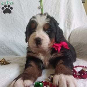 DONNER, Bernese Mountain Dog Puppy
