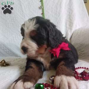 DONNER, Bernese Mountain Dog Puppy