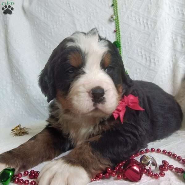 DONNER, Bernese Mountain Dog Puppy