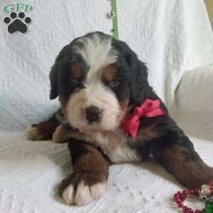 DONNER, Bernese Mountain Dog Puppy