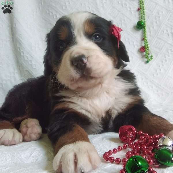 KRINGLE, Bernese Mountain Dog Puppy