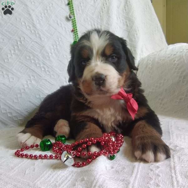 JINGLE, Bernese Mountain Dog Puppy