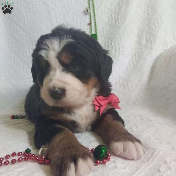 NOELLE, Bernese Mountain Dog Puppy