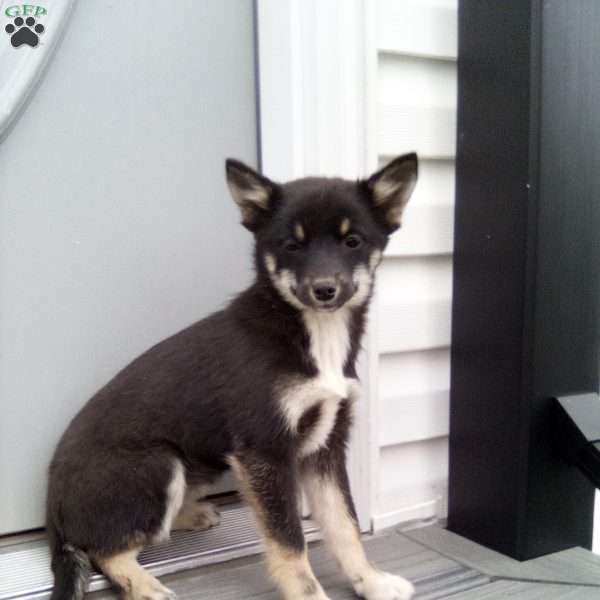 Casey, Pomsky Puppy