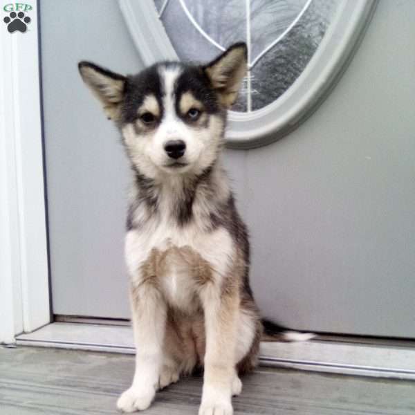 Carrie, Pomsky Puppy