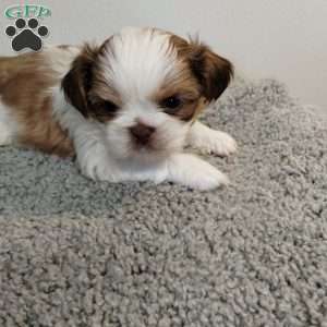 Tiny, Shih Tzu Puppy