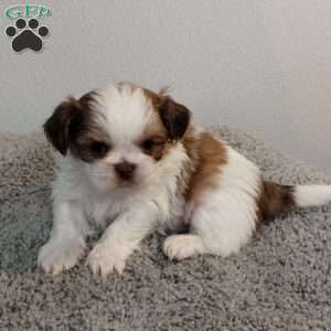 Tiny, Shih Tzu Puppy