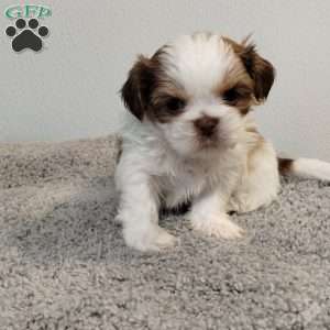 Tiny, Shih Tzu Puppy