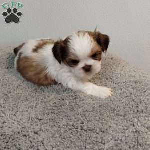 Tiny, Shih Tzu Puppy