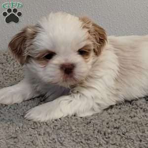 Tinker, Shih Tzu Puppy