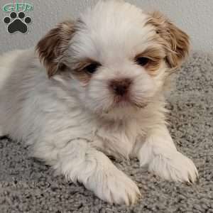 Tinker, Shih Tzu Puppy