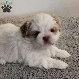 Tinker, Shih Tzu Puppy