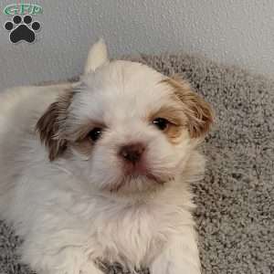 Tinker, Shih Tzu Puppy