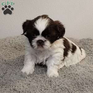 Trish, Shih Tzu Puppy