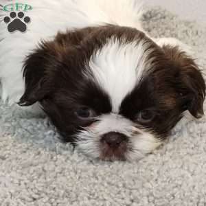 Trish, Shih Tzu Puppy