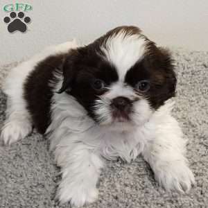 Trish, Shih Tzu Puppy